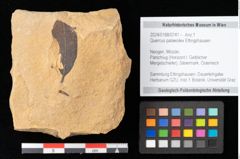 Foto (Objekt + Etikett) von Quercus palaeoilex Ettingshausen (NHMW-GEO-2024-0188-0741)